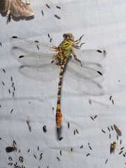 Erpetogomphus designatus