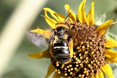 Svastra obliqua obliqua