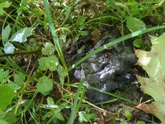 Kretzschmaria deusta