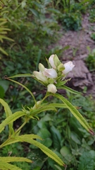 Chelone glabra