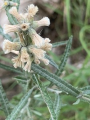 Pterocaulon virgatum