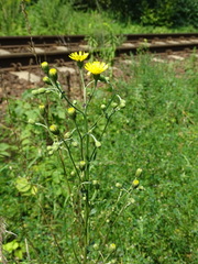Hieracium sabaudum