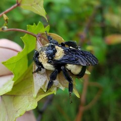 Bombus fraternus
