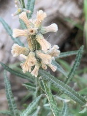 Pterocaulon virgatum