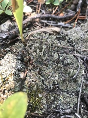 Cladonia fimbriata