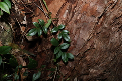Pandorea jasminoides