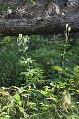 Lilium washingtonianum