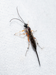 Itoplectis