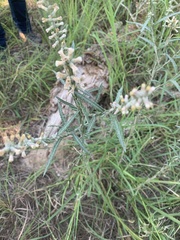 Pterocaulon virgatum