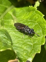 Stratiomyidae