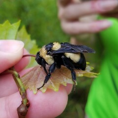 Bombus fraternus