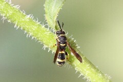 Leucospis