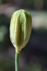Lilium washingtonianum
