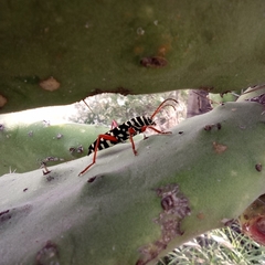 Placosternus erythropus