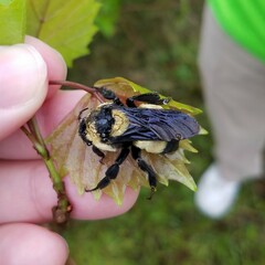 Bombus fraternus