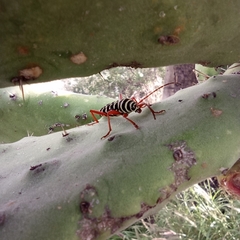 Placosternus erythropus