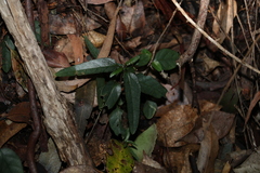 Pseuderanthemum variabile