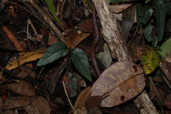Pseuderanthemum variabile