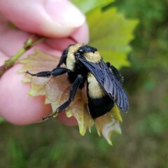 Bombus fraternus