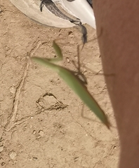 Mantis religiosa