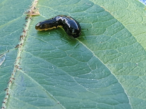 Cherry Slug Sawfly photo 6