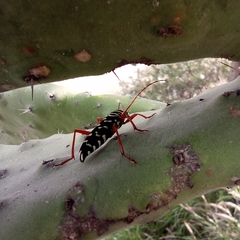 Placosternus erythropus