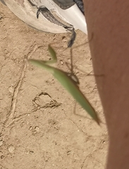 Mantis religiosa