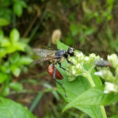 Sphex habenus