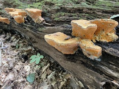 Aurantiporus croceus