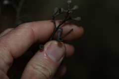 Eucalyptus campanulata