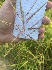 Bothriochloa