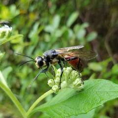 Sphex habenus