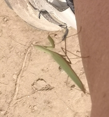 Mantis religiosa