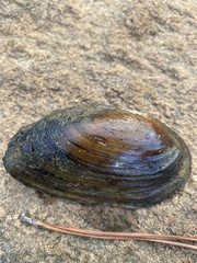 Utterbackia imbecillis