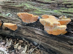 Aurantiporus croceus