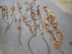 Saccharina latissima