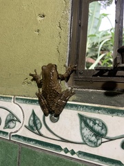 Trachycephalus vermiculatus