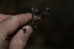 Eucalyptus campanulata