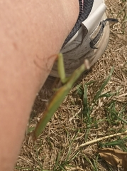 Mantis religiosa