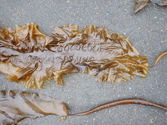Saccharina latissima