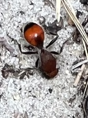 Dasymutilla bioculata