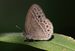 Mycalesis janardana