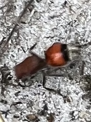 Dasymutilla bioculata