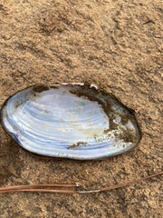 Utterbackia imbecillis