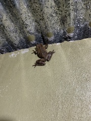 Trachycephalus vermiculatus