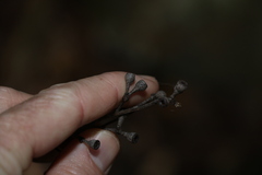 Eucalyptus campanulata