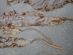 Saccharina latissima