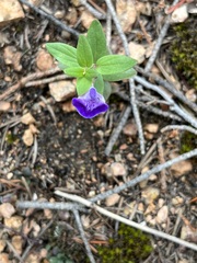 Scutellaria brittonii