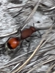 Dasymutilla bioculata