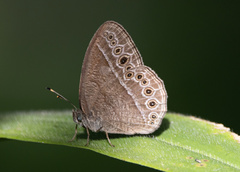 Mycalesis janardana
